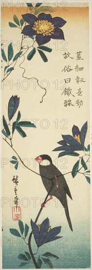 Java sparrow and clematis, 1830s, Utagawa Hiroshige ?? ??, Japanese, 1797-1858, Japan, Color woodblock print, aitanzaku, 34.2 x 11.5 cm (13 1/2 x 4 1/2 in.)