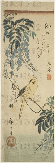 Canary and wisteria, c. 1843/47, Utagawa Hiroshige ?? ??, Japanese, 1797-1858, Japan, Color woodblock print, aitanzaku, 34.3 x 11.3 cm