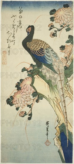 Pheasant and chrysanthemums, 1830s, Utagawa Hiroshige ?? ??, Japanese, 1797-1858, Japan, Color woodblock print, otanzaku, 37.5 x 16.7 cm (14 3/4 x 6 1/2 in.)
