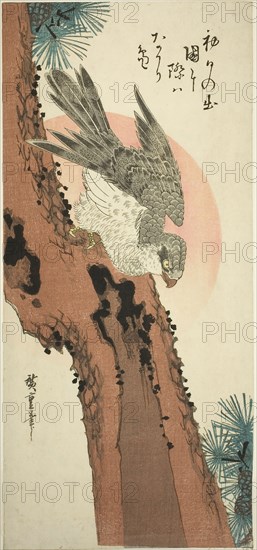 Falcon on a Pine Tree with the Rising Sun, c. 1835, Utagawa Hiroshige ?? ??, Japanese, 1797-1858, Japan, Color woodblock print, otanzaku, 38.4 x 17.5 cm (15 x 6 3/4 in.)