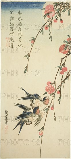 Swallows, pleach blossoms, and full moon, 1830s, Utagawa Hiroshige ?? ??, Japanese, 1797-1858, Japan, Color woodblock print, otanzaku, 37.8 x 17 cm (15 x 6 1/2 in.)