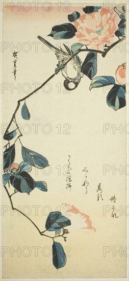 Bullfinch on camellia branch, early 1830s, Utagawa Hiroshige ?? ??, Japanese, 1797-1858, Japan, Color woodblock print, otanzaku, 38 x 17.3 cm (15 x 6 3/4 in.)