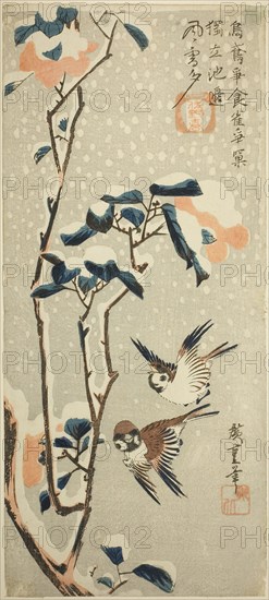 Sparrows and Camellia in Snow, c. 1831/33, Utagawa Hiroshige ?? ??, Japanese, 1797–1858, Publisher: Samo-Ya Kihei, Japanese, Publisher: Sano-Ya Kihei, Japanese, Japan, Color woodblock print, otanzaku, 38.7 x 17 cm