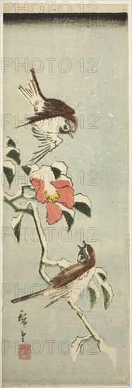 Sparrows and camellia in snow, 1840s, Utagawa Hiroshige ?? ??, Japanese, 1797-1858, Japan, Color woodblock print, aitanzaku, 34.1 x 11.2 cm