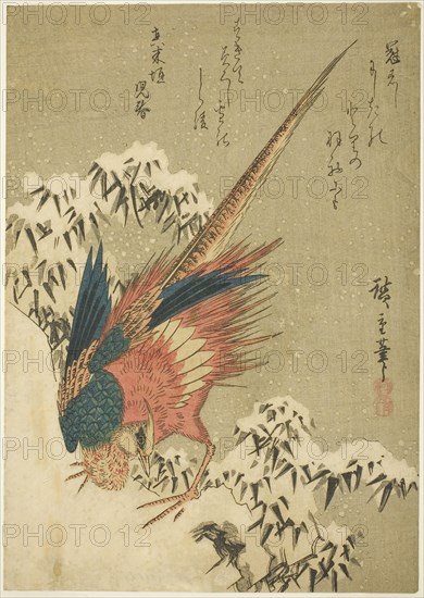A Golden Pheasant amid Snow-Covered Bamboo on a Steep Hillside, c. 1840, Utagawa Hiroshige ?? ??, Japanese, 1797–1858, Japan, Color woodblock print, chuban, 25 x 17.8 cm (9 7/8 x 7 in.)