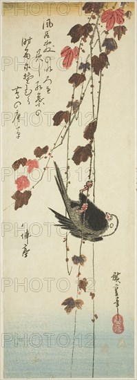 White-headed bird and ivy, mid–1830s, Utagawa Hiroshige ?? ??, Japanese, 1797-1858, Japan, Color woodblock print, chutanzaku, 35.4 x 12.3 cm (14 x 4 7/8 in.)