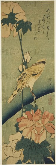 Blacked-naped oriole on hibiscus, mid–1830s, Utagawa Hiroshige ?? ??, Japanese, 1797-1858, Japan, Color woodblock print, chutanzaku, 14 5/8 x 4 3/4 in.