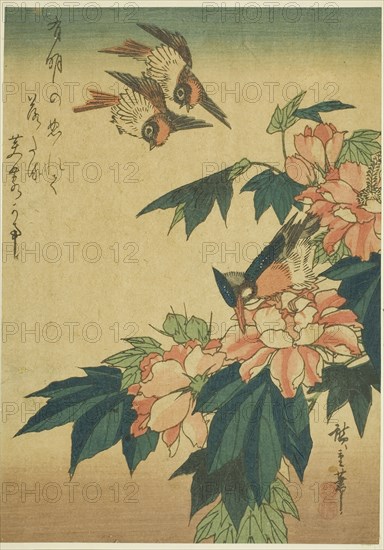 Swallows, kingfisher, and hibiscus, c. 1830s, Utagawa Hiroshige ?? ??, Japanese, 1797-1858, Japan, Color woodblock print, chuban, 24.9 x 17.7 cm