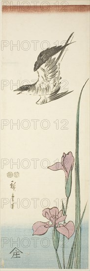 Cuckoo and iris, c. 1847/52, Utagawa Hiroshige ?? ??, Japanese, 1797-1858, Japan, Color woodblock print, aitanzaku, 34.5 x 11.3 cm
