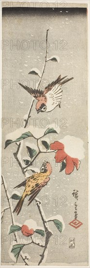 Sparrows and Camellia in Snow, c. 1837/48, Utagawa Hiroshige ?? ??, Japanese, 1797-1858, Japan, Color woodblock print, tanzaku, 34.5 x 11.5 cm