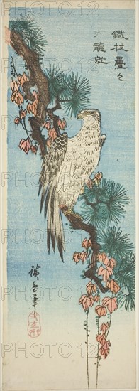 Falcon on ivy-covered pine branch, 1830s, Utagawa Hiroshige ?? ??, Japanese, 1797-1858, Japan, Color woodblock print, aitazaku, 34.8 x 12 cm
