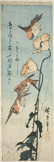Sparrows and poppies, 1850s, Utagawa Hiroshige ?? ??, Japanese, 1797-1858, Japan, Color woodblock print, aitanzaku, 34.5 x 11.2 cm (13 1/4 x 4 3/8 in.)