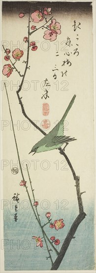 Bush warbler on plum branch, c. 1843/47, Utagawa Hiroshige ?? ??, Japanese, 1797-1858, Japan, Color woodblock print, aitanzaku, 13 x 4 1/2 in.