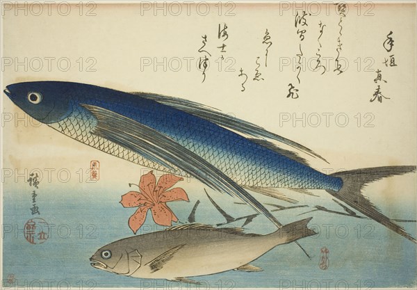 Flying fish and Ichimochi, from an untitled series of fish, c. 1840/42, Utagawa Hiroshige ?? ??, Japanese, 1797-1858, Japan, Color woodblock print, oban, trimmed, 23.6 x 34.5 cm