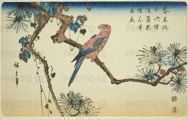 Macaw on pine branch, c. 1840/44, Utagawa Hiroshige ?? ??, Japanese, 1797-1858, Japan, Color woodblock print, aiban, 22 x 34 cm