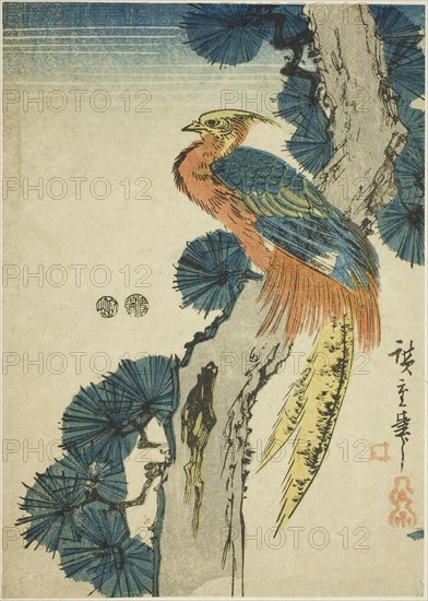 Pheasant and pine tree, c. 1847/52, Utagawa Hiroshige ?? ??, Japanese, 1797-1858, Japan, Color woodblock print, koban, 22 x 15.7 cm (8 5/8 x 6 1/8 in.)