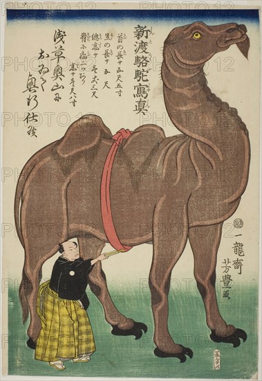 True Drawing of a Newly Arrived Camel (Shinto rakuda shashin), 1863, Utagawa Yoshitoyo, Japanese, 1830–1866, Japan, Color woodblock print, oban