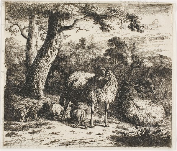 Standing Sheep and Two Lambs, 1685, Jan van der Meer de Jonghe II, Dutch, 1656-1705, Netherlands, Etching on ivory laid paper, 170 x 197 mm (plate), 172 x 202 mm (sheet)