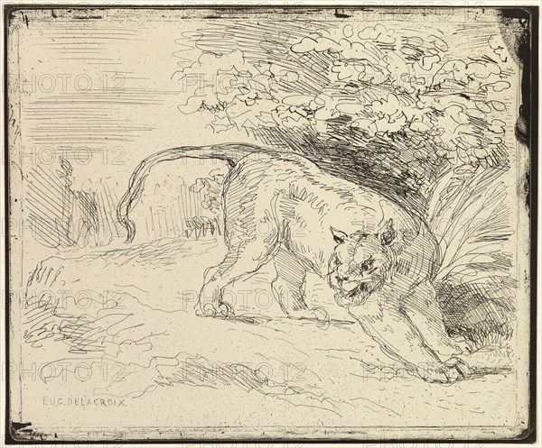 Tiger Ready to Spring, n.d., Eugène Delacroix, French, 1798-1863, France, Cliché verre on cream wove paper, 158 × 191 mm (image), 167 × 201 mm (plate), 170 × 205 mm (sheet)