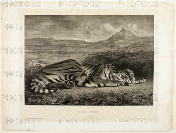 Bengal Tiger, 1829, Eugène Delacroix (French, 1798-1863), printed by E. Ardit (French, act. 1828-1834), France, Lithograph in black on light gray China paper laid down on ivory wove paper (chine collé), 325 × 464 mm (image), 467 × 620 mm (sheet)