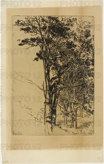 Firs (A Study), 1868, Francis Seymour Haden, English, 1818-1910, England, Etching on copper printed on cream wove paper, 254 × 175 mm (image/plate), 343 × 216 mm (sheet)