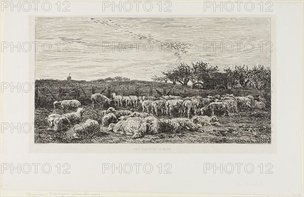 Meadow with sheep, 1860, Charles François Daubigny, French, 1817-1878, France, Etching on light gray chine laid down on white wove paper, 183 × 343 mm (image), 220 × 376 mm (plate), 274 × 434 mm (sheet)