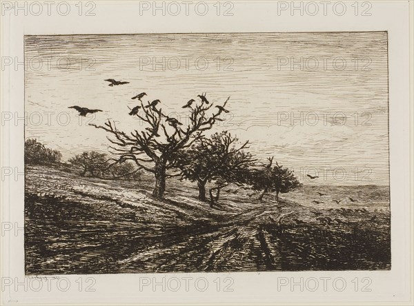 Crows in a Tree, 1867, Charles François Daubigny, French, 1817-1878, France, Etching on paper, 180 × 275 mm