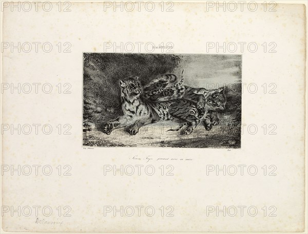 Young Tiger Playing with its Mother, 1831, Eugène Delacroix, French, 1798-1863, France, Lithograph in black on off-white China paper, partly colored blue, laid down on white wove paper, 112 × 187 mm (image), 273 × 360 mm (sheet)