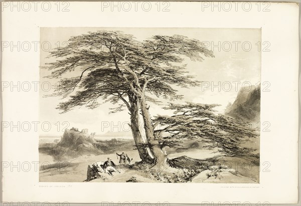 Cedars of Lebanon, from The Park and the Forest, 1841, James Duffield Harding (English, 1798-1863), printed by Charles Joseph Hullmandel (English, 1789–1850), published by Thomas McLean (English, 1788–1875), England, Lithograph in black, with gray tint from a second plate, on ivory wove paper, laid down on ivory wove paper (chine collé), 284 × 404 mm (image), 369 × 541 mm (sheet)