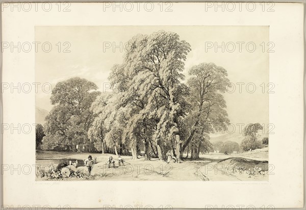 Plane Trees, from The Park and the Forest, 1841, James Duffield Harding (English, 1798-1863), printed by Charles Joseph Hullmandel (English, 1789–1850), published by Thomas McLean (English, 1788–1875), England, Lithograph in black, with gray tint from a second plate, on ivory wove paper, laid down on ivory wove paper (chine collé), 280 × 420 mm (image), 369 × 541 mm (sheet)