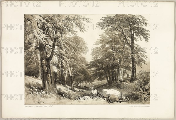 Beech Trees in Arundale Park, from The Park and the Forest, 1841, James Duffield Harding (English, 1798-1863), printed by Charles Joseph Hullmandel (English, 1789–1850), published by Thomas McLean (English, 1788–1875), England, Lithograph in black, with brown tint from a second plate, on ivory wove paper, laid down on ivory wove paper (chine collé), 285 × 395 mm (image), 369 × 541 mm (sheet)