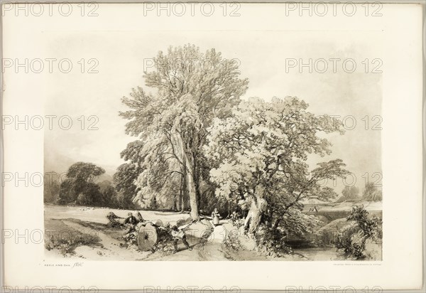 Abele and Oak, from The Park and the Forest, 1841, James Duffield Harding (English, 1798-1863), printed by Charles Joseph Hullmandel (English, 1789–1850), published by Thomas McLean (English, 1788–1875), England, Lithograph in black, with gray tint from a second plate, on ivory wove paper, laid down on ivory wove paper (chine collé), 297 × 438 mm (image), 369 × 541 mm (sheet)
