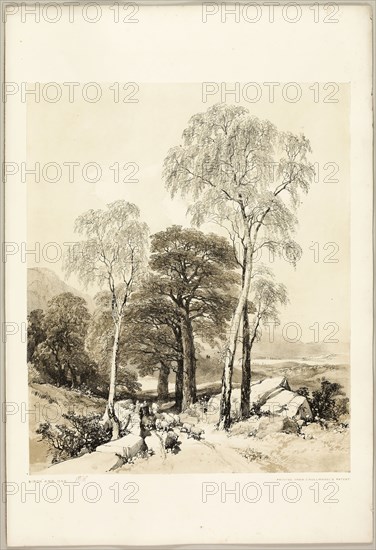 Birch and Oak, from The Park and the Forest, 1841, James Duffield Harding (English, 1798-1863), printed by Charles Joseph Hullmandel (English, 1789–1850), published by Thomas McLean (English, 1788–1875), England, Lithograph in black, with brown tint from a second plate, on ivory wove paper, laid down on ivory wove paper (chine collé), 392 × 324 mm (image), 541 × 369 mm (sheet)