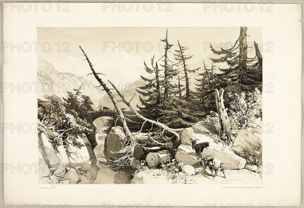 Larch, from The Park and the Forest, 1841, James Duffield Harding (English, 1798-1863), printed by Charles Joseph Hullmandel (English, 1789–1850), published by Thomas McLean (English, 1788–1875), England, Lithograph in black, with brown tint from a second plate, on ivory wove paper, laid down on ivory wove paper (chine collé), 285 × 410 mm (image), 368 × 540 mm (sheet)