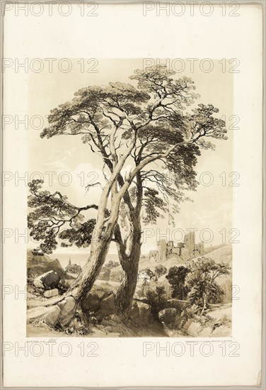 Scotch Fir, from The Park and the Forest, 1841, James Duffield Harding (English, 1798-1863), printed by Charles Joseph Hullmandel (English, 1789–1850), published by Thomas McLean (English, 1788–1875), England, Lithograph in black, with brown tint from a second plate, on ivory wove paper, laid down on ivory wove paper (chine collé), 395 × 293 mm (image), 541 × 369 mm (sheet)