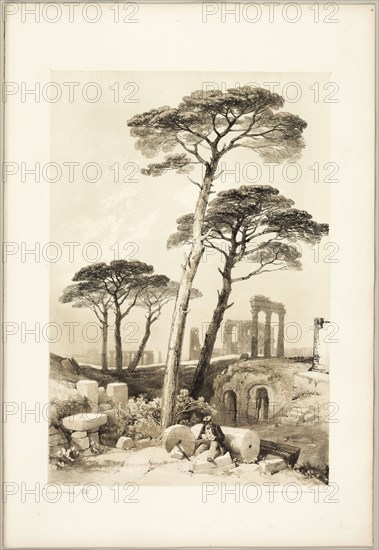 Stone Pines, from The Park and the Forest, 1841, James Duffield Harding (English, 1798-1863), printed by Charles Joseph Hullmandel (English, 1789–1850), published by Thomas McLean (English, 1788–1875), England, Lithograph in black, with brown tint from a second plate, on ivory wove paper, laid down on ivory wove paper (chine collé), 413 × 281 mm (image), 541 × 369 mm (sheet)