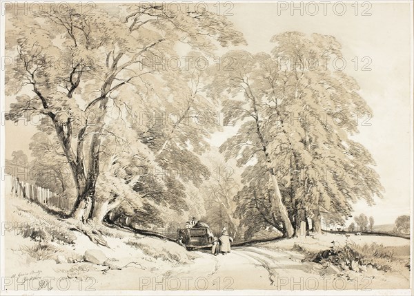 Ash, from The Park and the Forest, 1841, James Duffield Harding (English, 1798-1863), printed by Charles Joseph Hullmandel (English, 1789–1850), published by Thomas McLean (English, 1788–1875), England, Lithograph in black, with brown tint from a second plate, on ivory wove paper, laid down on ivory wove paper (chine collé), 280 × 393 mm (image), 369 × 541 mm (sheet)