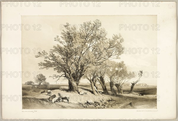 Pollard Willow, from The Park and the Forest, 1841, James Duffield Harding (English, 1798-1863), printed by Charles Joseph Hullmandel (English, 1789–1850), published by Thomas McLean (English, 1788–1875), England, Lithograph in black, with brown tint from a second plate, on ivory wove paper, laid down on ivory wove paper (chine collé), 292 × 420 mm (image), 369 × 541 mm (sheet)