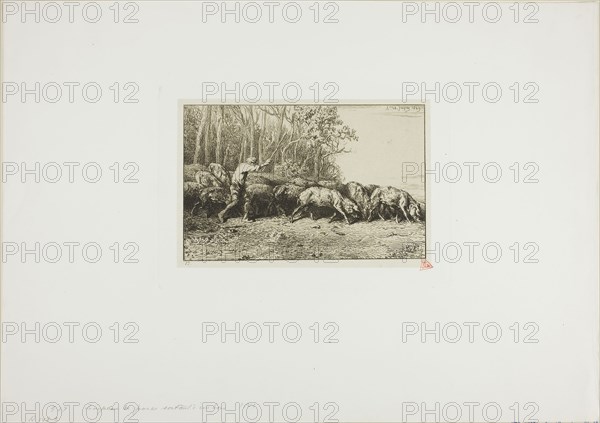 Herd of Swine Coming Out of a Wood, 1849, Charles Émile Jacque, French, 1813-1894, France, Etching and drypoint on cream chine laid down on ivory wove paper, 111 × 172 mm (image), 120 × 180 mm (chine), 144 × 207 mm (plate), 299 × 423 mm (sheet)