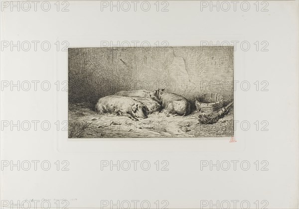 Four Sleeping Pigs, 1850, Charles Émile Jacque, French, 1813-1894, France, Etching and roulette on China paper, 132 × 142 mm (image), 169 × 275 mm (plate), 303 × 433 mm (sheet)