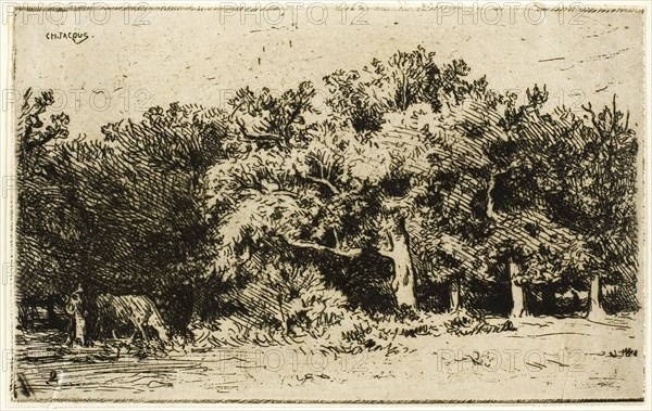 A Part of the Forest of Fontainebleau, 1849, Charles Émile Jacque, French, 1813-1894, France, Etching and drypoint on ivory chine laid down on ivory laid paper, 85 × 135 mm (image/plate), 86 × 136 mm (chine), 126 × 209 mm (sheet)