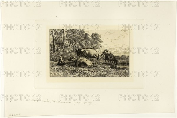 Dutch Cows, c. 1865, Charles Émile Jacque, French, 1813-1894, France, Etching on ivory laid paper, 108 × 179 mm (image), 157 × 245 mm (plate), 250 × 380 mm (sheet)