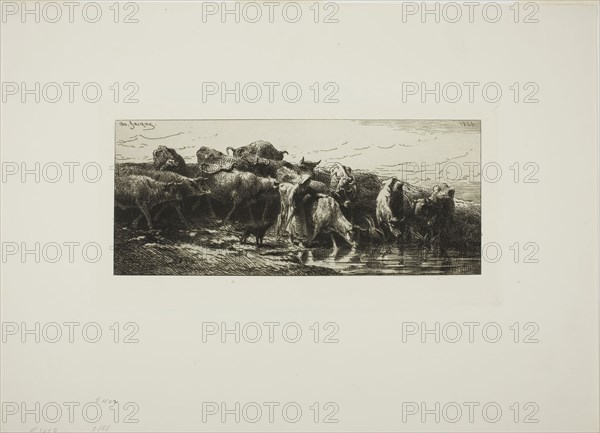 Cows Drinking from the River, 1878, Charles Émile Jacque, French, 1813-1894, France, Etching and drypoint on paper, 118 × 279 mm (image), 159 × 313 mm (plate), 330 × 454 mm (sheet)