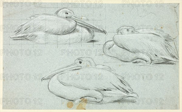 Three Sketches of Pelicans, n.d., Henry Stacy Marks, English, 1829-1898, England, Black pastel, heightened with white pastel, squared in graphite, on blue wove paper, 150 × 248 mm