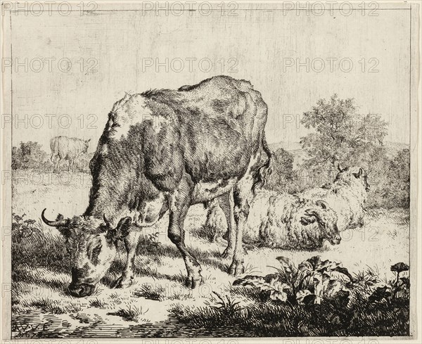 A Cow and Three Sheep, n.d., Adriaen van de Velde, Dutch, 1636-1672, Holland, Etching on paper, 134 x 164 mm