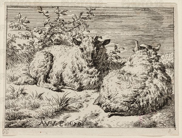 Two Sheep, n.d., Adriaen van de Velde, Dutch, 1636-1672, Holland, Etching on ivory paper, 72 x 97 mm