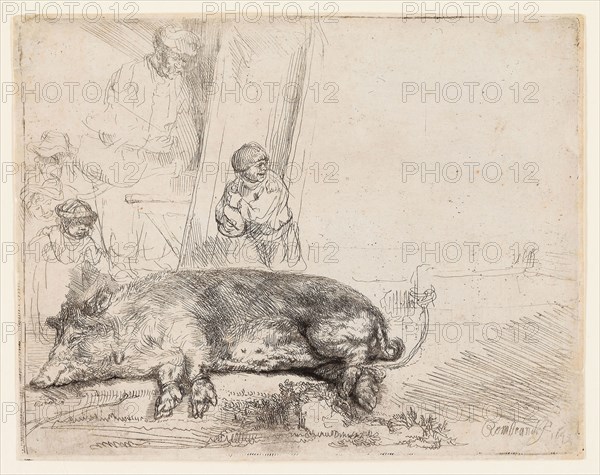 The Hog, 1643, Rembrandt van Rijn, Dutch, 1606-1669, Holland, Etching and drypoint on paper, 143 x 183 mm (image/plate), 147 x 187 mm (sheet)