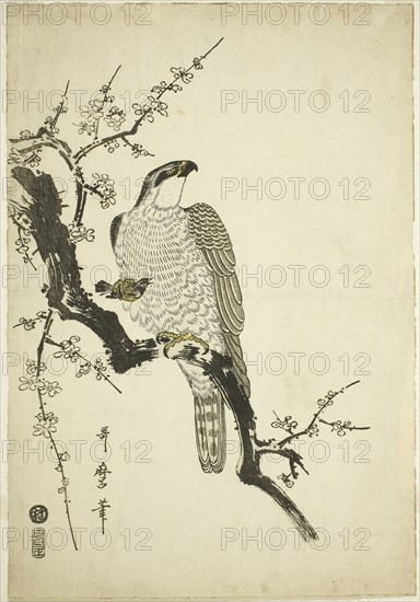 Hawk on a Plum Branch, 1800, Kitagawa Utamaro ??? ??, Japanese, 1753 (?)-1806, Japan, Color woodblock print, aiban, 32.8 x 22.6 cm
