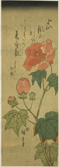 Hibiscus, c. 1843/47, Utagawa Hiroshige ?? ??, Japanese, 1797-1858, Japan, Color woodblock print, aitanzaku, 38 x 13 cm