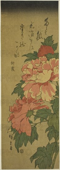 Peonies, c. 1843/47, Utagawa Hiroshige ?? ??, Japanese, 1797-1858, Japan, Color woodblock print, chutanzaku, 37.8 x 13.1 cm